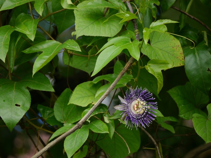 Пассифлора soi fah