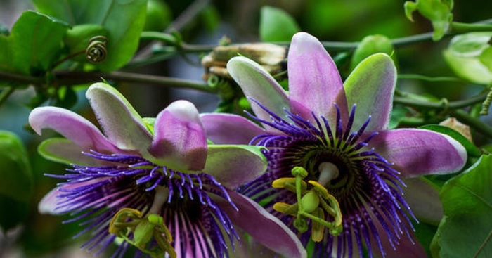 Пассифлора кавалерская звезда аэлита