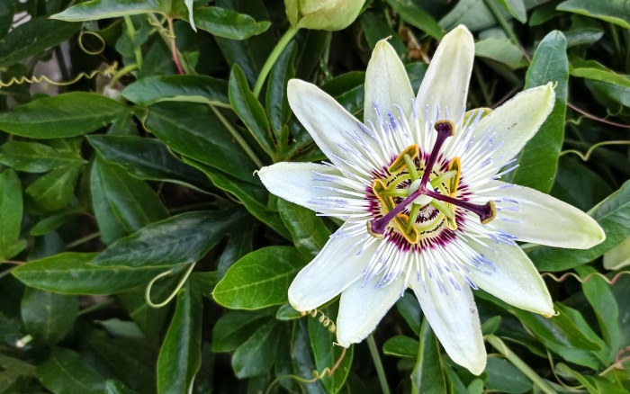 Цветок пассифлора
