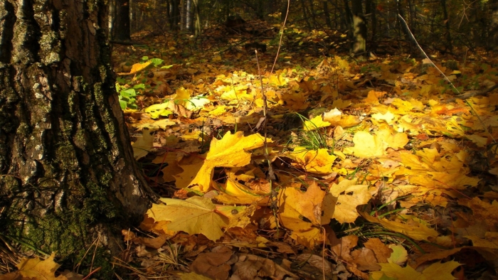 В осеннем лесу