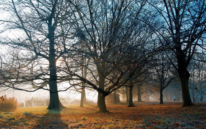 Деревья поздней осенью