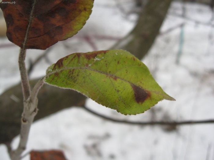 Яблоня лист