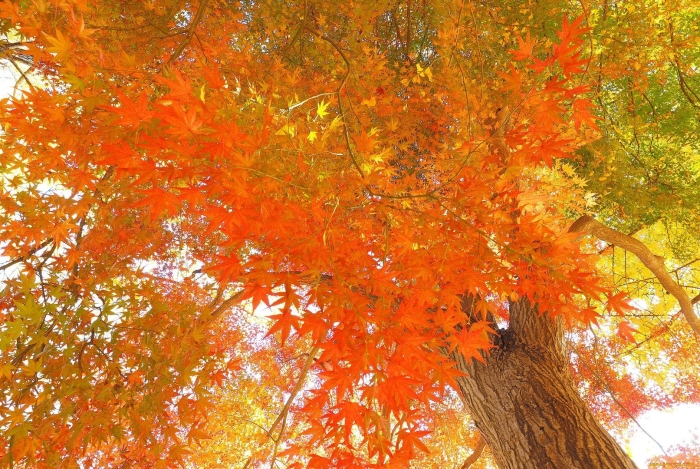 Дерево осенний кленовый клен