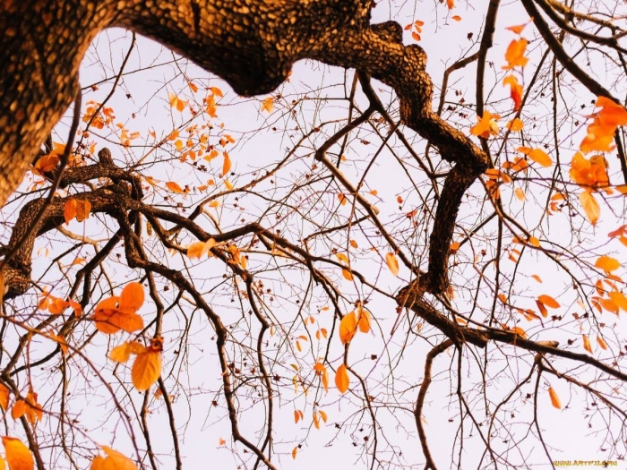 Ветка осеннего дерева