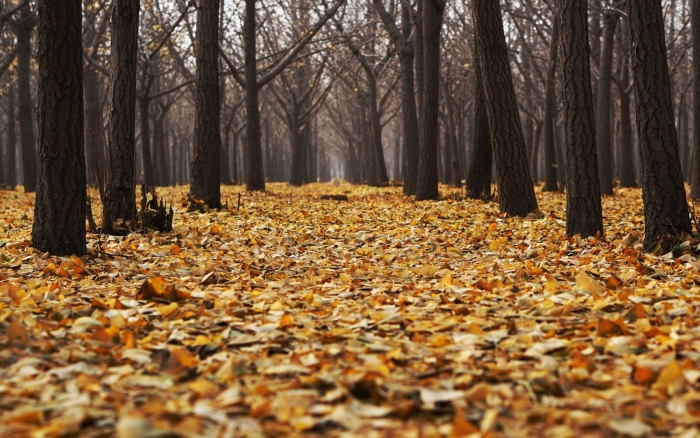 Опавшие листья