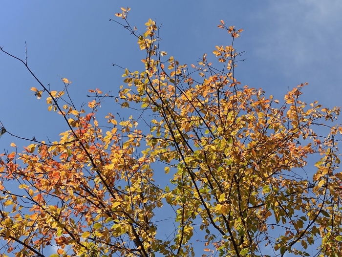 Рябина дерево осенью