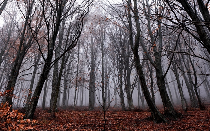 Деревья поздней осенью