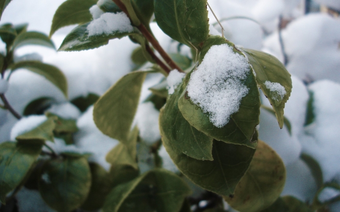 Первый снежок покров