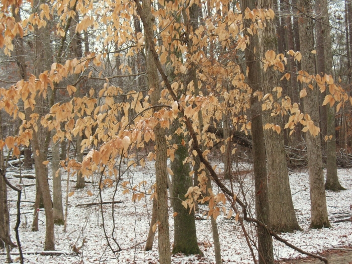 Fagus grandifolia