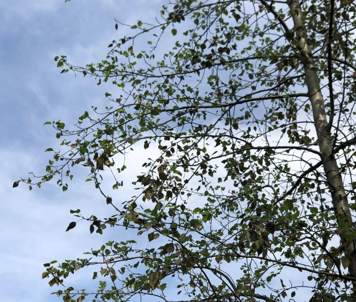 Лист тополь