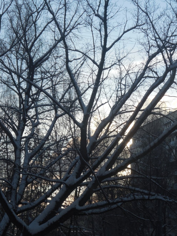 Зима дерево