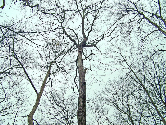 Дерево без листьев