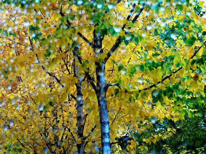 Береза желтая (betula costata)