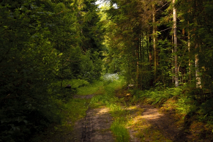 Чаща роща тайга бор