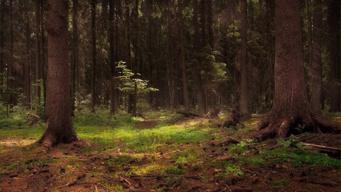 Дремучий лес карамзина