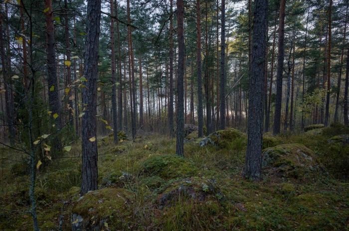 Шумистые леса карелии