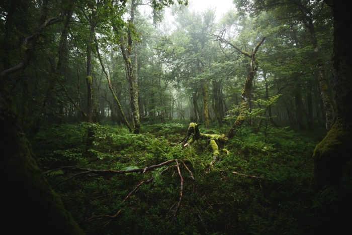 Лаурелорнский лес