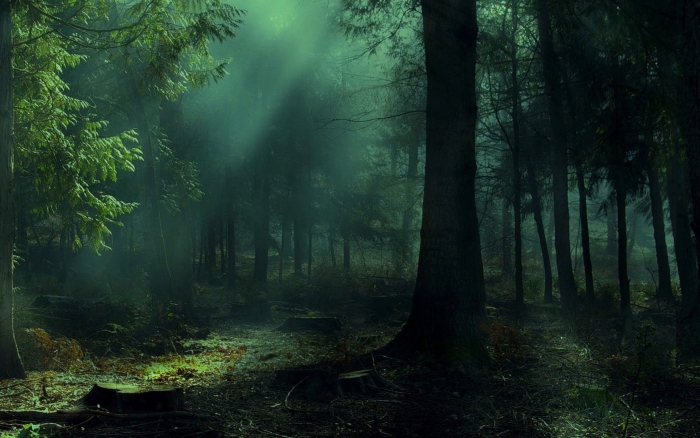 Темный дремучий лес