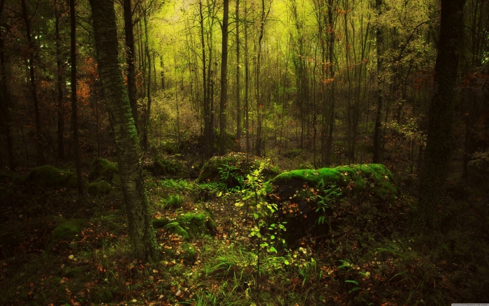 Природа лес