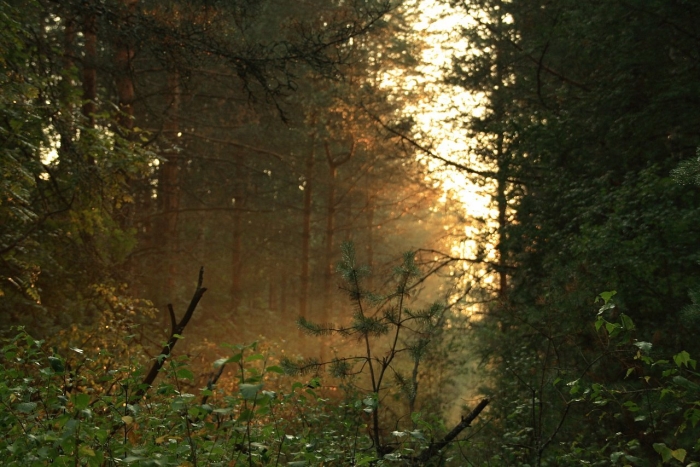 Утро в лесу