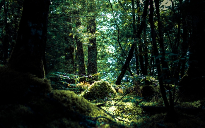 Дремучие леса