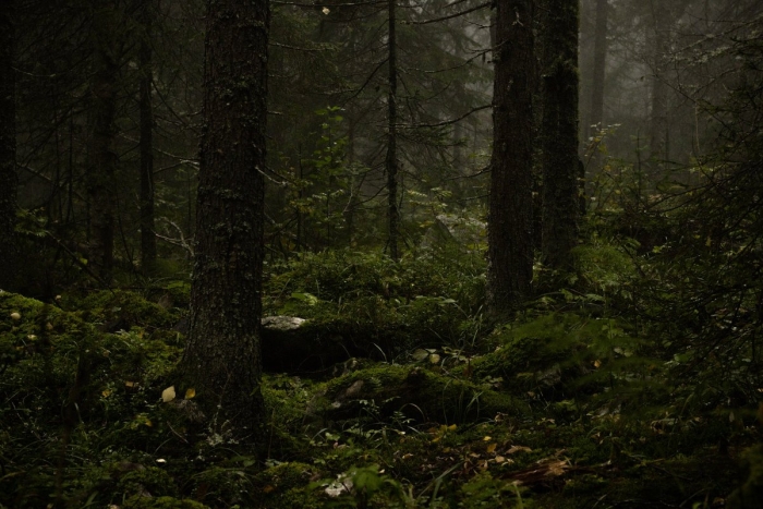 Фритаун фолл ривер лес