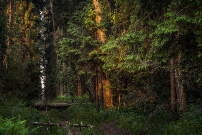 Чаща роща тайга бор