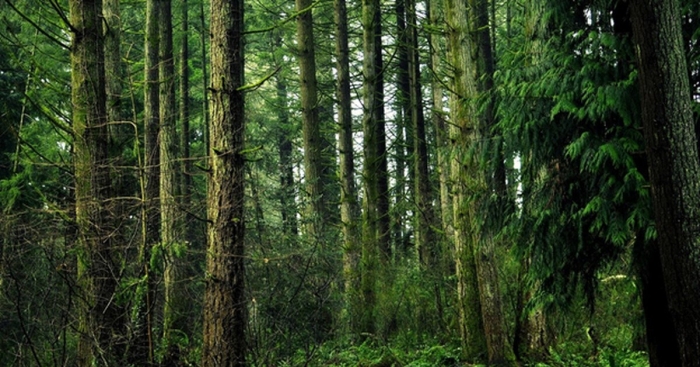 Хвойные леса