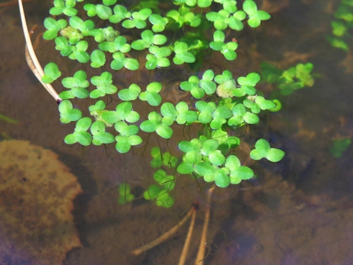 Ряска аквариумное растение
