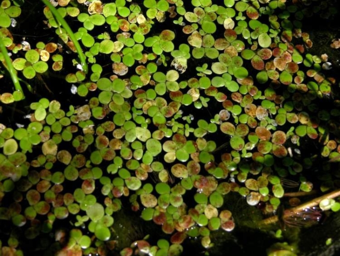 Ряска многокоренник