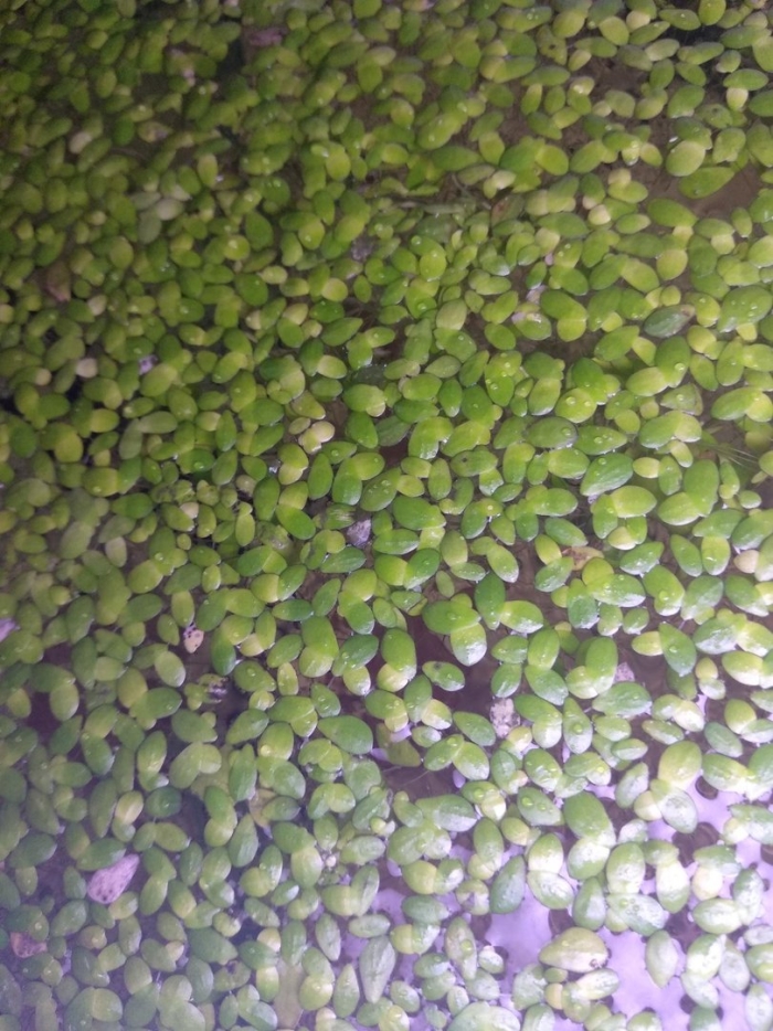 Ряска болотная