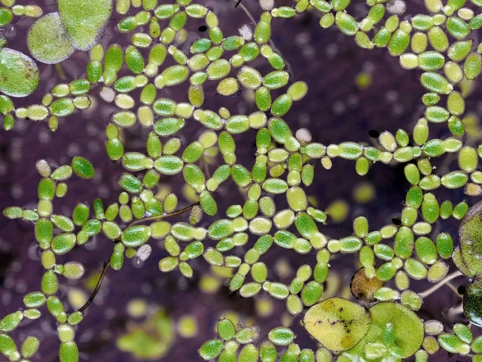Ряска болотная