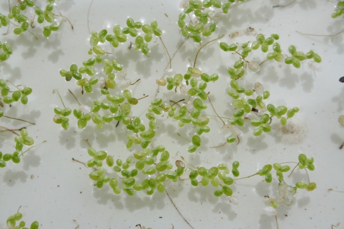 Вольфия бескорневая