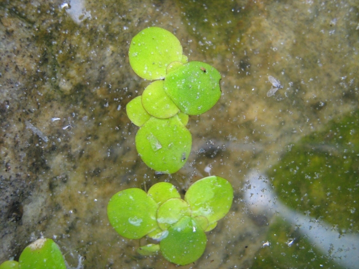 Spirodela polyrhiza многокоренник обыкновенный