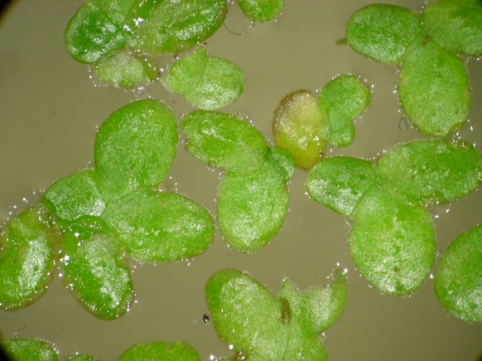 Ряска аквариумное растение