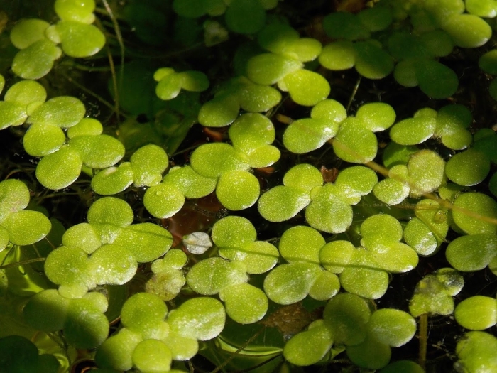 Ряска болотная