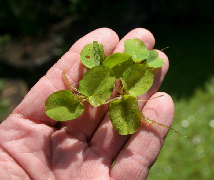 Ряска трехдольная