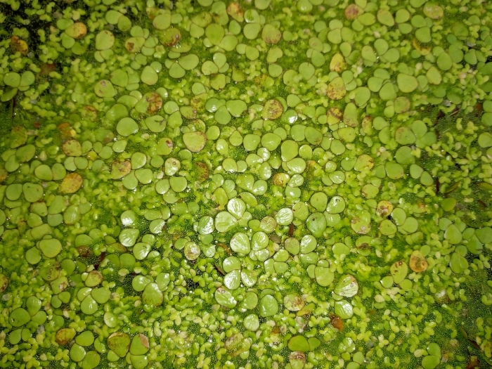 Ряска аквариумное растение