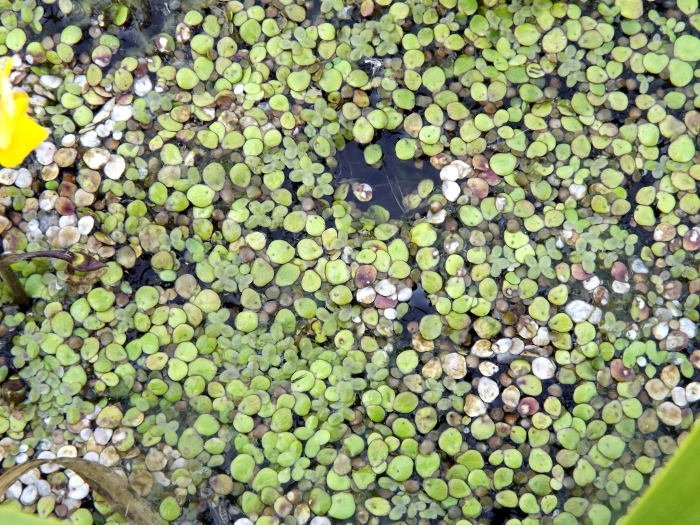 Ряска многокоренник