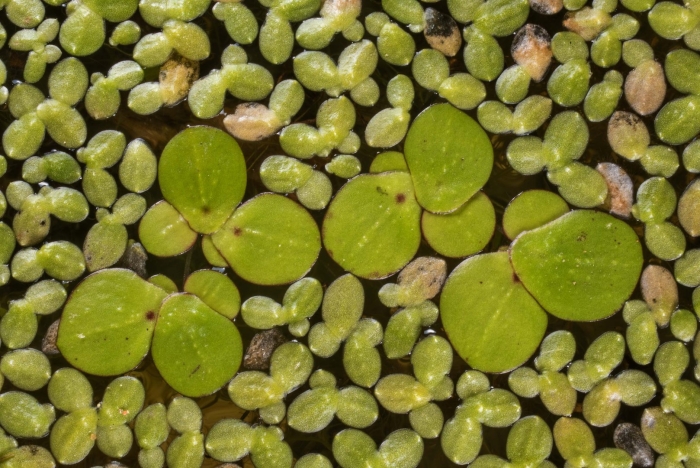 Ряска многокоренник