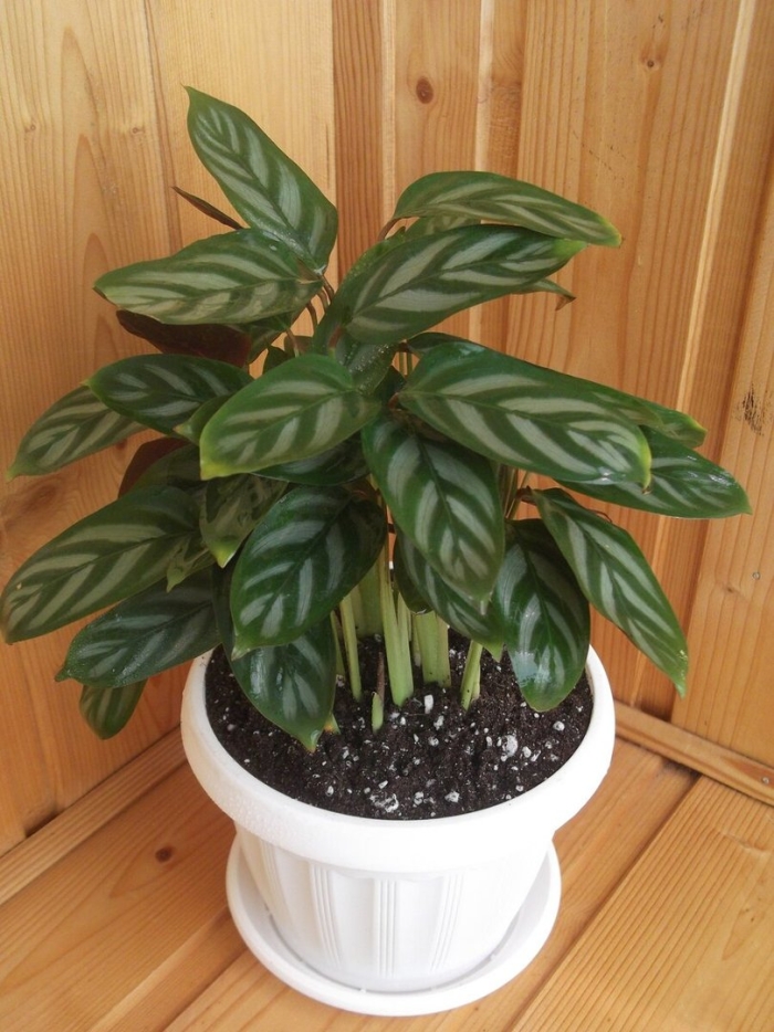 Калатея ктенанта