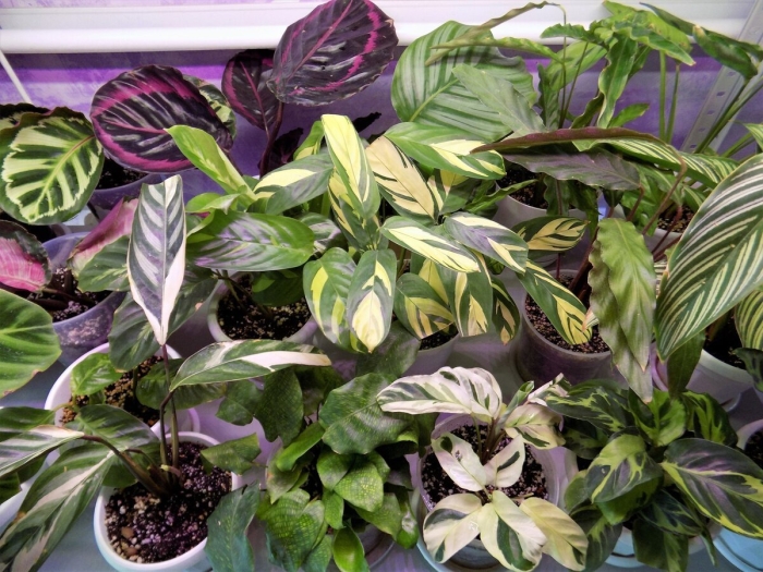 Калатея строманта