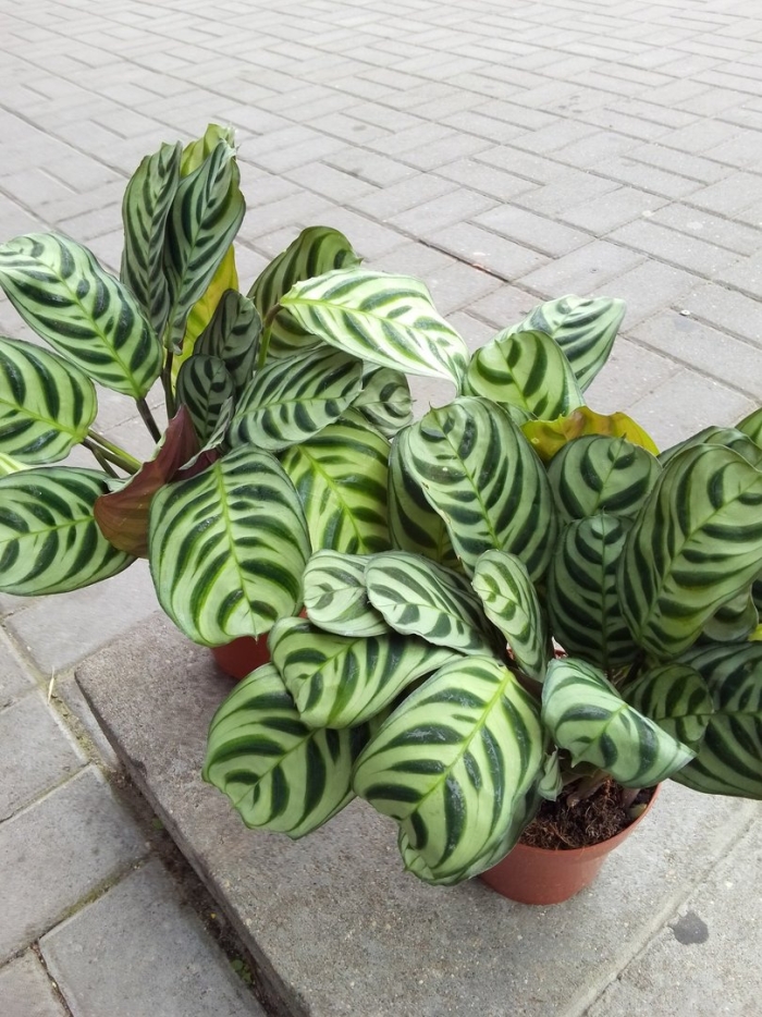 Калатея makoyana