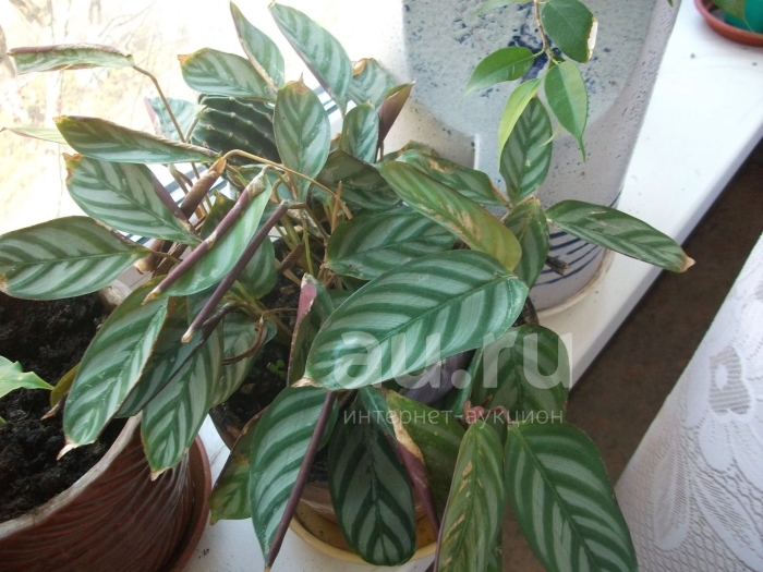 Ктенанта цветок комнатный