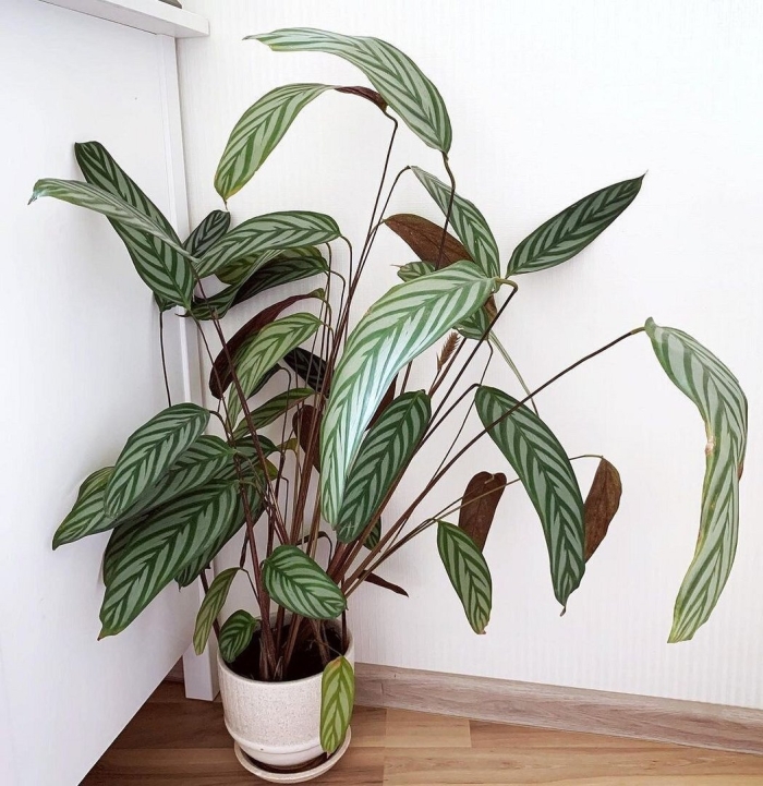 Ктенанта берл-маркса