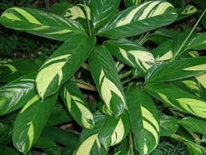 Калатея лубберса