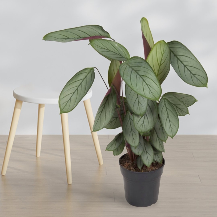 Горшечные цветы калатея