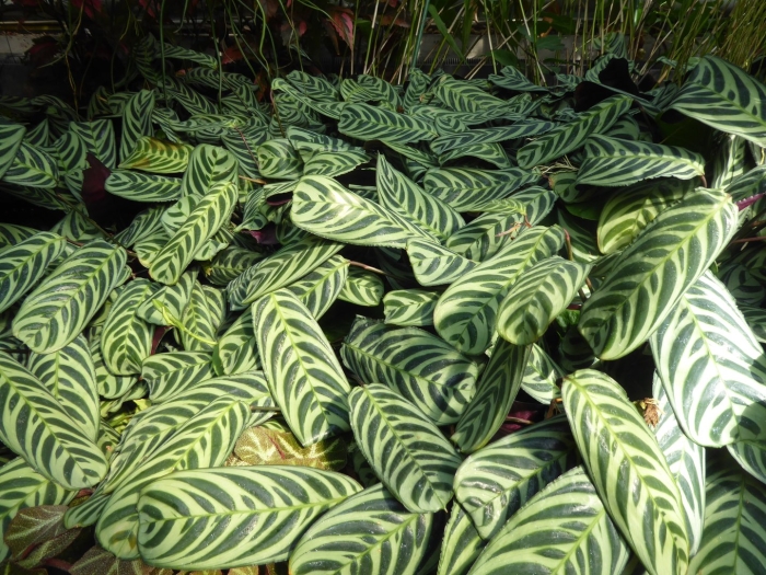 Ctenanthe burle marxii