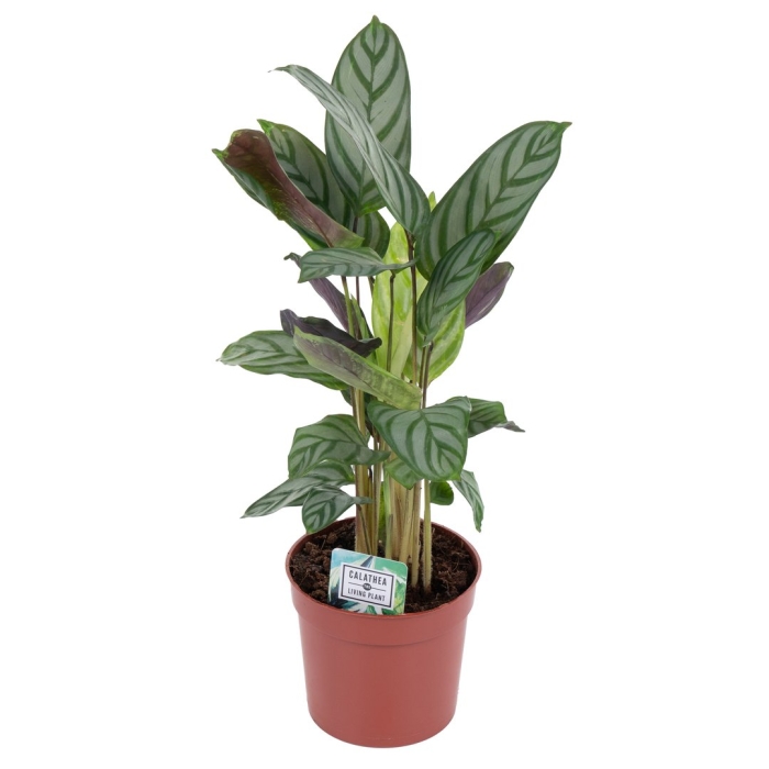 Калатея sanderiana