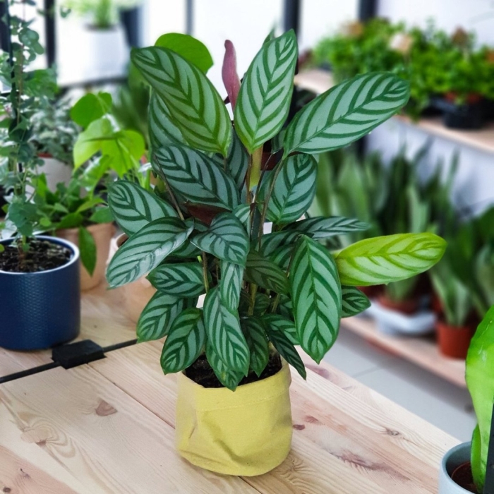 Ктенанта амагрис